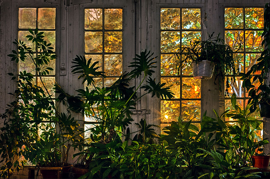 Flame Colored Trees Framed in Brooklyn Factory Window and Houseplants